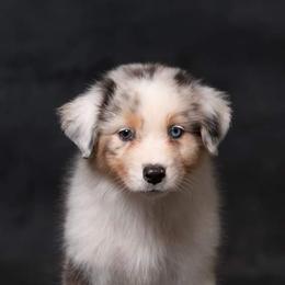 Australian Shepherd Puppies from Veritas Australian Shepherds