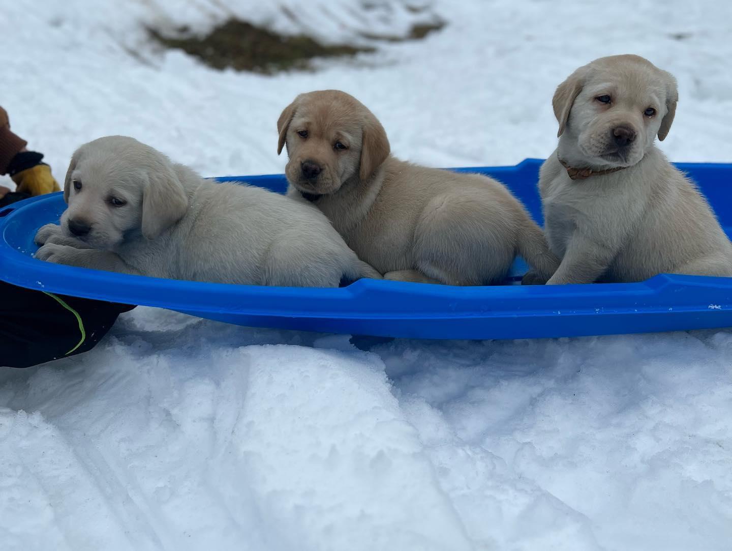 Cross Road Retrievers in Maine | Labrador Retriever puppies | Good Dog