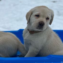 Labrador Retrievers from Cross Road Retrievers