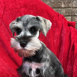 Miniature Schnauzers from Mountain View Miniature Schnauzers