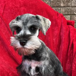 Miniature Schnauzers from Mountain View Miniature Schnauzers
