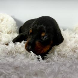 Girl 3 - Black and rust female Doberman Pinscher puppy in Medina, Tennessee from Valorosa Doberman Kennel
