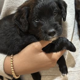 Boy 3 - Parti male Goldendoodle puppy in Gig Harbor, Washington from Sandy’s Goldendoodles