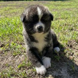 Daki go Winmont - Brindle female Japanese Akitainu puppy in Copperas Cove, Texas from Winmont Akitas
