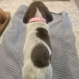 Girl 3 - Liver and white female German Shorthaired Pointer puppy in Chetek, Wisconsin from Susan's German Shorthaired Pointers