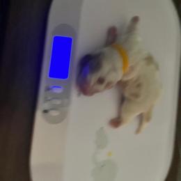 Salt - Lemon and white male Basset Hound puppy in Willow Spring, North Carolina from Blackberry Creek Basset Hounds