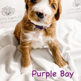 Goldendoodle Puppies from Upper Bay Goldendoodles