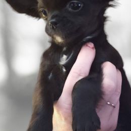 Chihuahua Puppies from Country Charm Chihuahuas