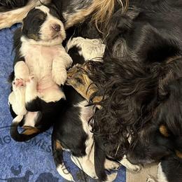 Dachshunds and English Springer Spaniels from Clucking Homestead Springers & Dachshunds