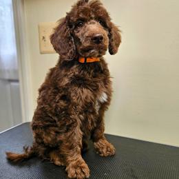 Hank - Brown male Double Doodle puppy in Jeddo, Michigan from Bert's Doodles