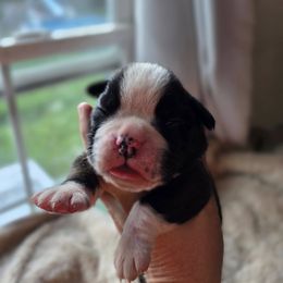 Boy 2 - male Boxer puppy in Thompson, Pennsylvania from Moonlitboxers