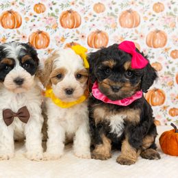 Cockapoo Puppies from Firm Foundation Cockapoos