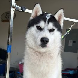 Dice - Siberian Husky