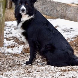 Dally - Border Collie