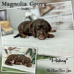 Hickory - Grey Collar - male Australian Mountain Doodle puppy in Oxford, Alabama from Magnolia Grove Doodles