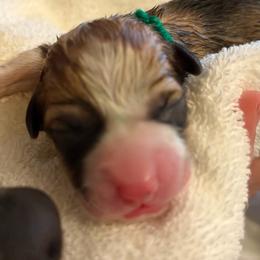 Green - Sable male Pembroke Welsh Corgi puppy in Wheatland, California from Emerald Corgis