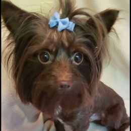 Nugget - Yorkshire Terrier