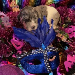 Goldendoodle Puppies from Goodyear golden doodles