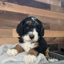 Aussiedoodle, Bernedoodle, Bernese Mountain Dog, and Sheepadoodle Puppies from Draper Mountain Doodles