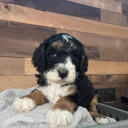 Aussiedoodle, Bernedoodle, Bernese Mountain Dog, and Sheepadoodle Puppies from Draper Mountain Doodles