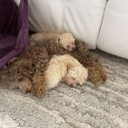 Cockapoo and Poodle Puppies from Nikol Nik