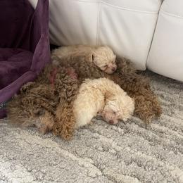 Cockapoo and Poodle Puppies from Nikol Nik