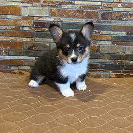 Girl 3 - Black and tan female American Corgi puppy in Visalia, California from VIP Stables
