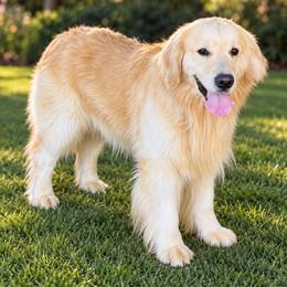 Gage - Golden Retriever