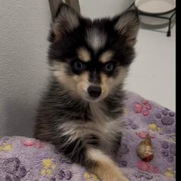 Domino - Black and white female Pomsky puppy in Spring Hill, Florida from PDQ Pomskies