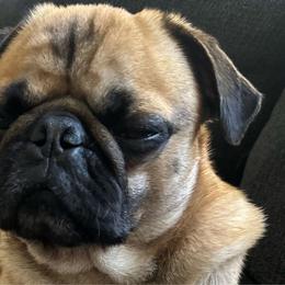 Rowdy - Pug