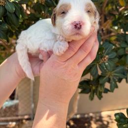Anthony - Parti male Goldendoodle puppy in Barstow, California from Golden Desert Doodles