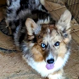 Bentley - American Corgi