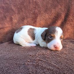Chocolate Piebald Boy - Piebald male Dachshund puppy in Choctaw, Oklahoma from TS Performance Horses & Dachshunds