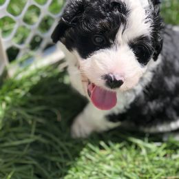 Poodle and Aussiedoodle Puppies from Ohana Companions