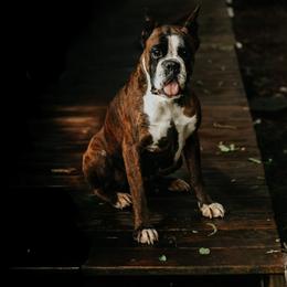 Georgie - Boxer