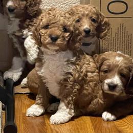 Goldendoodle puppies from Mini Golden doodle Inland Northwest