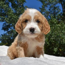 Male 1 - Apricot male Goldendoodle puppy in Angola, Indiana from Classic City Doodles