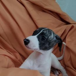 Whippet Puppies from Whippets of Astora