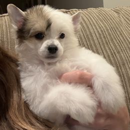 Maple - White female Chinese Crested puppy in Dublin, California from Show Style Chinese Cresteds