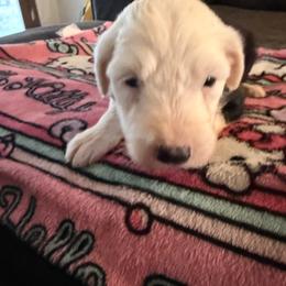Azaria - Black and white female Old English Sheepdog puppy in Acton, California from Fab OES