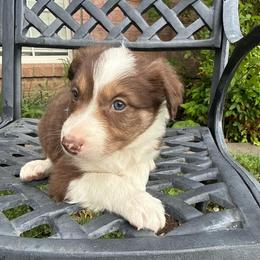 Teddy - White and red male Border Collie puppy in Mckinney, Texas from Border Collies of Ruidoso