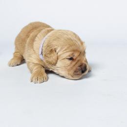 Honoria Glossop - Golden female Golden Retriever puppy in Fairview, Tennessee from Full of Grace Goldens
