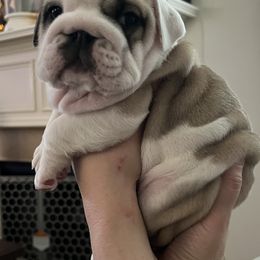 Bulldog Puppies from Sweet Rolls