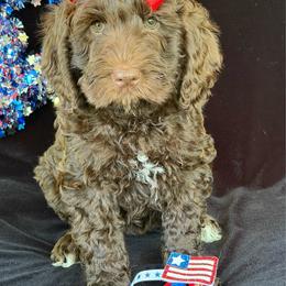 Tulip - Chocolate female Australian Labradoodle puppy in Washington, North Carolina from Pamlico Labradoodles