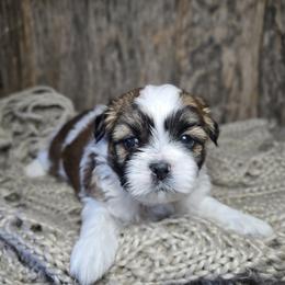 Tucker - Brindle and white male Shih Tzu puppy in Mountain Grove, Missouri from Precious Puppies