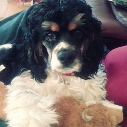 Bentley - Cocker Spaniel