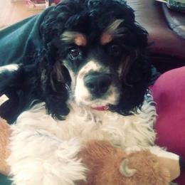 Bentley - Cocker Spaniel