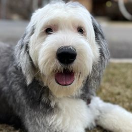Old English Sheepdogs and Sheepadoodles from Doodlefolk