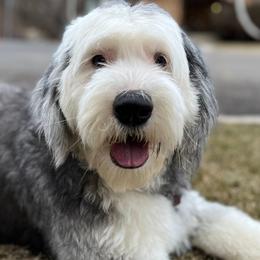 Old English Sheepdogs and Sheepadoodles from Doodlefolk