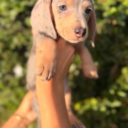 Blue and cream dapple boy - Dapple male Dachshund puppy in Lemon Grove, California from GMZ Doxies SD